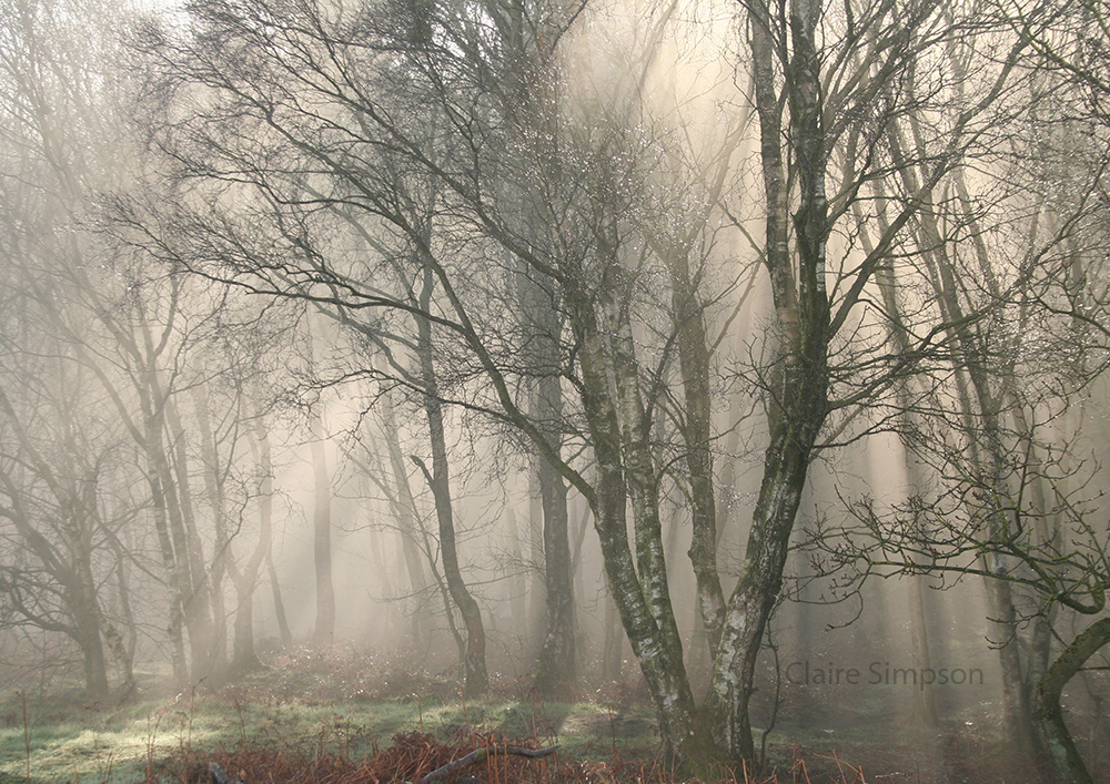Claire Simpson early morning mist, woodland near Black Rocks, Derbyshire